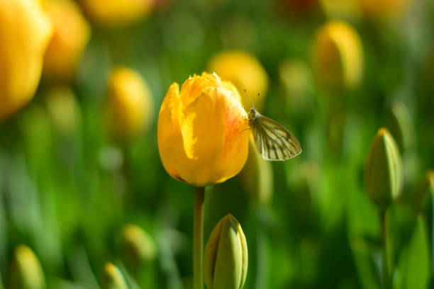 The blooming yellow tulips and butterfly in the spring