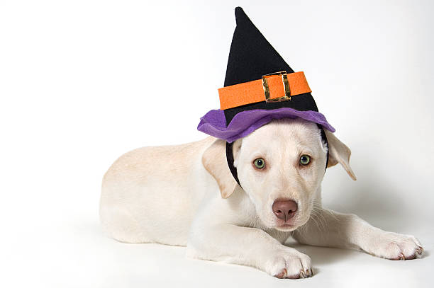 istock Puppy in Witches Hat 160044595