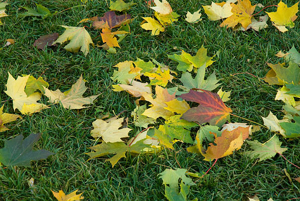 Leaves stock photo