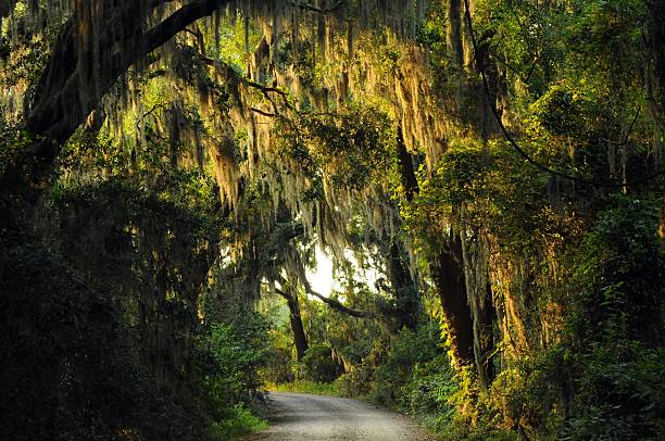 istock Savannah Wildlife Refuge 160044822