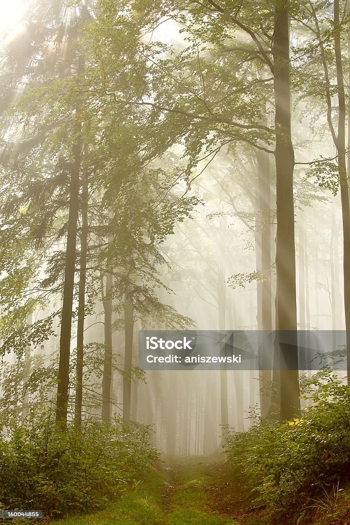 Sentiero nella foresta misteriosa - Foto stock royalty-free di Alba - Crepuscolo
