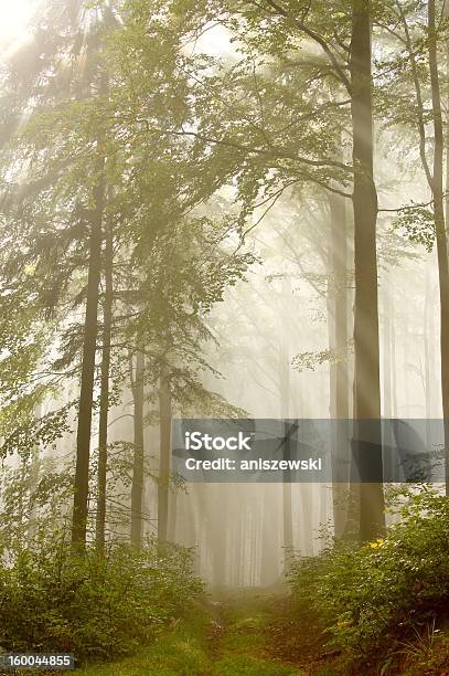 Sentiero Nella Foresta Misteriosa - Fotografie stock e altre immagini di Alba - Crepuscolo - Alba - Crepuscolo, Albero, Ambientazione esterna