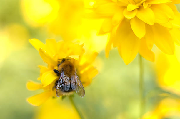 Bright yellow garden flower and bumblebee. stock photo