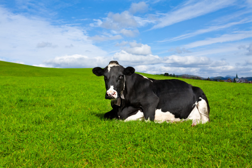 Holstein Cow in grass field with blue sky.
