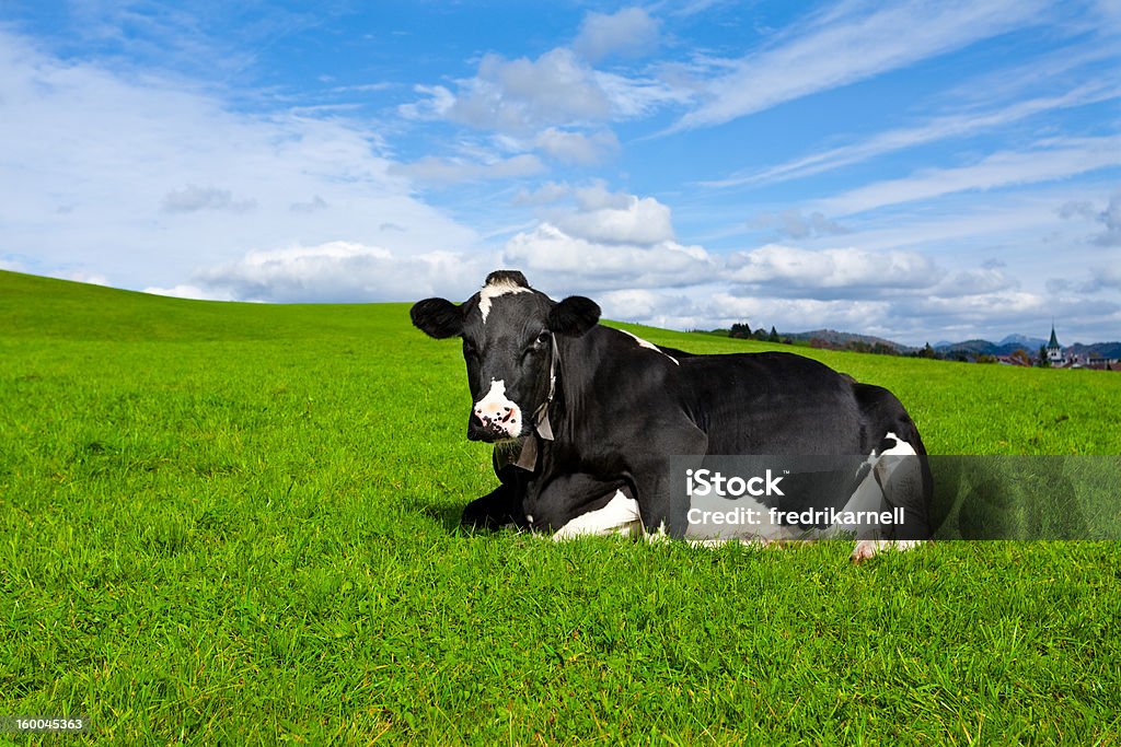 Cow Resting in Grass Holstein Cow in grass field with blue sky. Lying Down Stock Photo