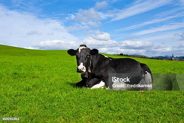 Cow Resting In Grass Stock Photo - Download Image Now - Lying Down, Domestic Cattle, Cow