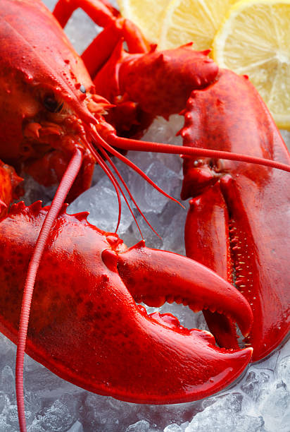 istock Whole red lobster, focus on the claw 160045393