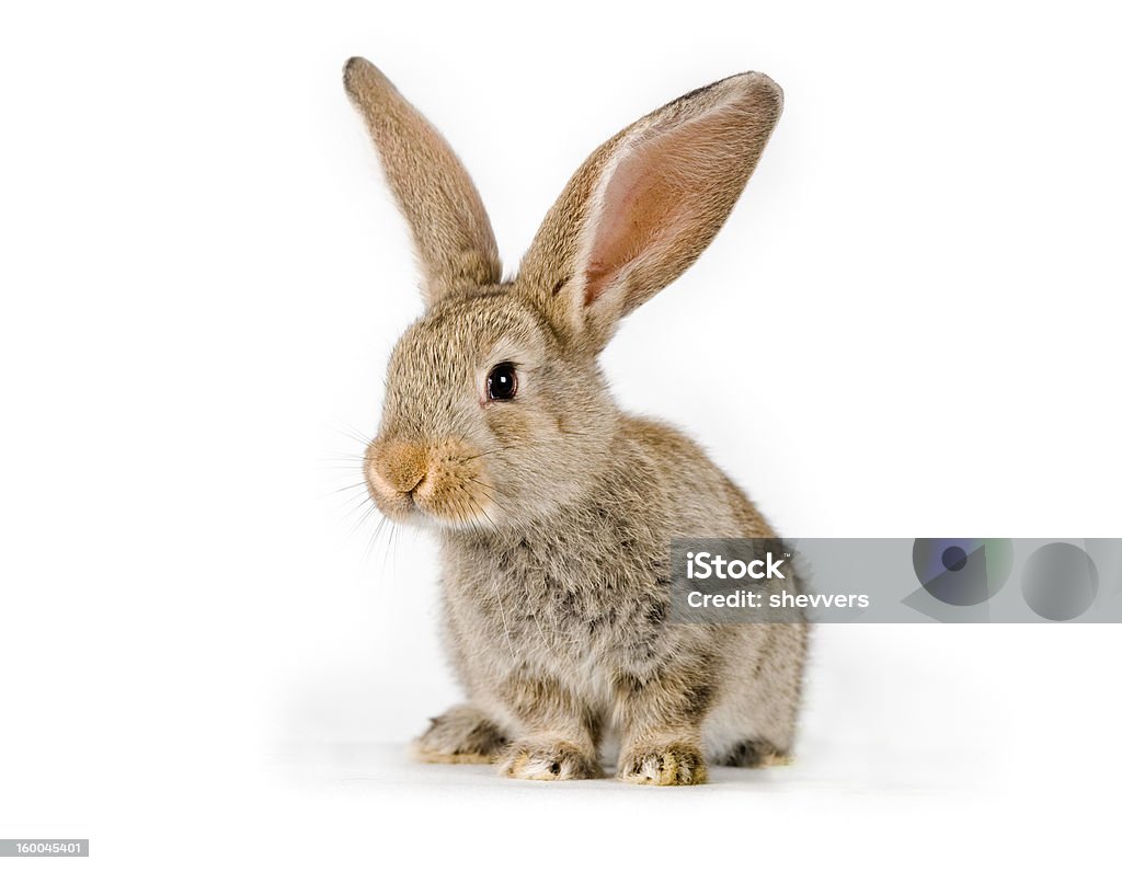 Cute baby rabbit shot on white      (© Lobke Peers) This is a 6 weeks old Flemish Giant. She will grow up to over 20lbs (9kg)! Animal Stock Photo