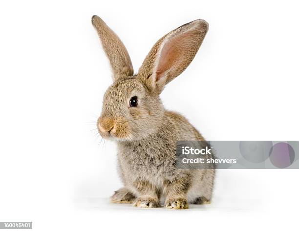 Cute Baby Rabbit Shot On White Stock Photo - Download Image Now