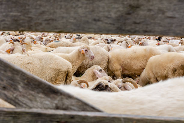 istock Sheep on the meadow in Jaworki (Poland) 1600454644