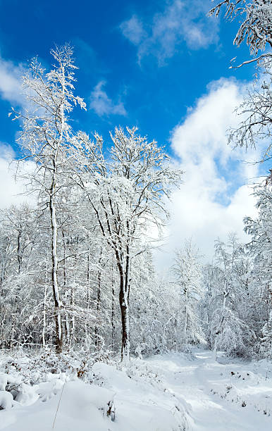 istock Snowbound winter earthroad 160046004