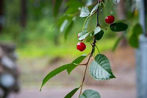 close up of red cherries in a tree