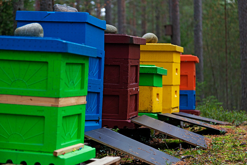 beehives in different colors standing in a row in the forest near the Umedalen