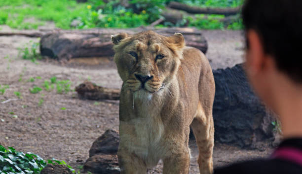 istock eye to eye with a live hungry lioness 1600469156