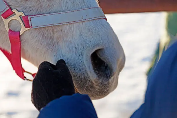 a horse's nose and a girl's hand with mittens in winter time