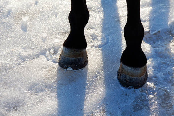 A horse is riding on snowscape mountain.Hammerfest - Norway.