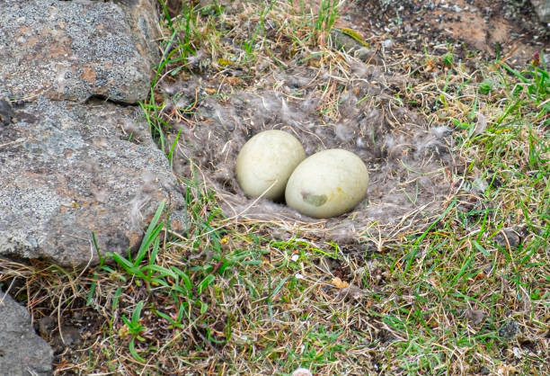 Ninho com ovos de pato eider (Somateria mollissima) nas proximidades Farol de Streitisviti na Baía de Breiðdalsvík - foto de acervo