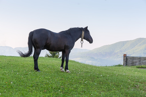 Black horse is standing on the mountain meadow at summer morning against the sky and distant mountains on horizon