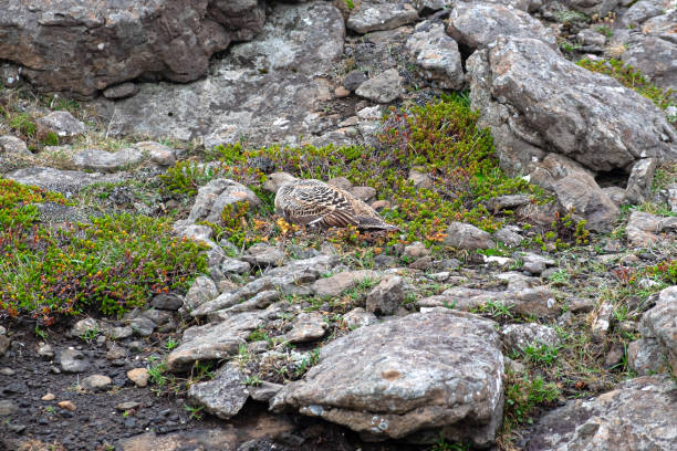 Allevamento di edredoni di anatra (Somateria mollissima) vicino al faro di Streitisviti nella baia di Breiðdalsvík - foto stock