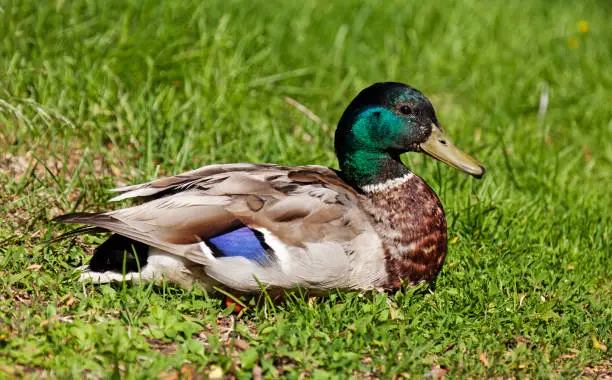 Mallard male lies in the grass and rests