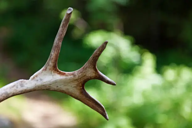 part of reindeer horn with blurry background