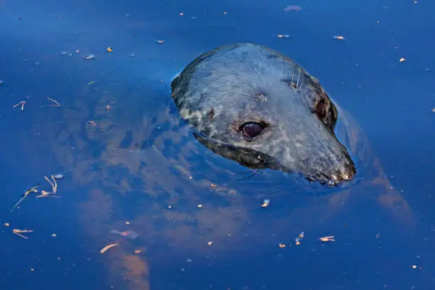 a seal emerging from the water to breathe