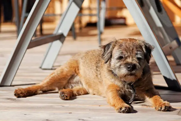 a small dog lying and lazing in the sun