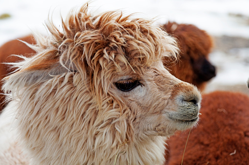 close up of an alpaca with light hair