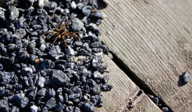 large spider resting on gravel in spring sun