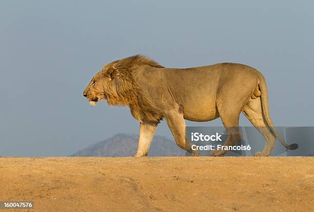 Gatto A Piedi - Fotografie stock e altre immagini di Ambientazione esterna - Ambientazione esterna, Animale, Animale da safari