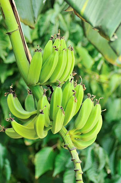 istock Green banana on palm 160047581