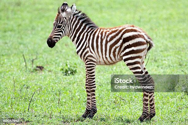 Baby Zebra Against Green Grass Background Stock Photo - Download Image Now - Animal, Animal Body Part, Animal Ear