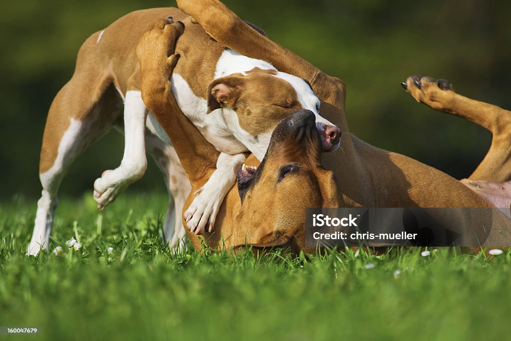 Dois lutar contra cães - Foto de stock de Abraçar royalty-free