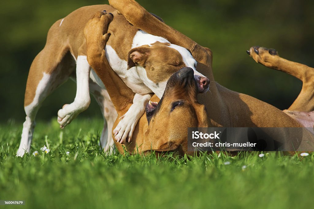 Два сражение собак - Стоковые фото Безнадёжность роялти-фри