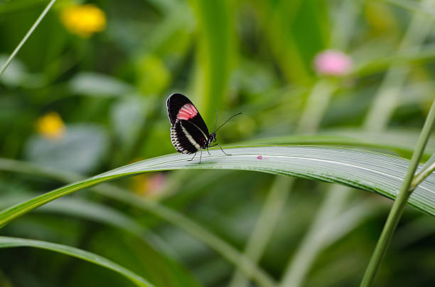 Butterfly perched on a leaf stock photo