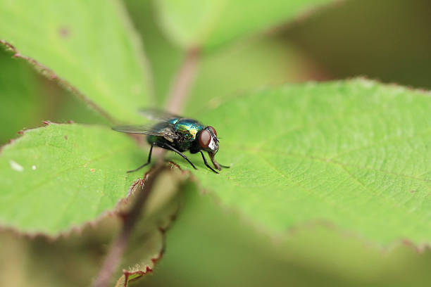 Common Green House Fly stock photo