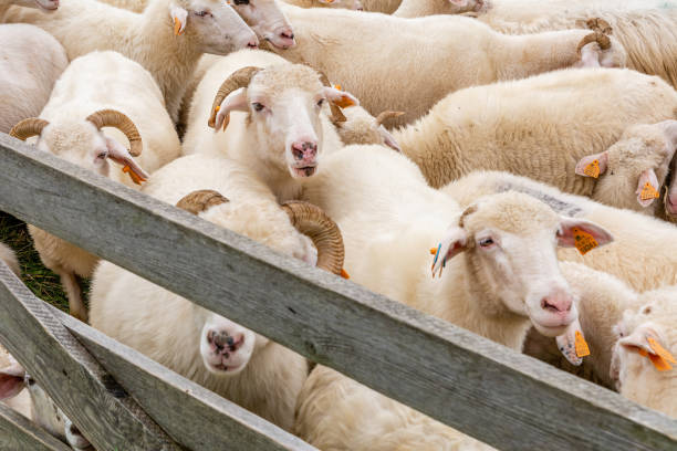 istock Sheep on the meadow in Jaworki (Poland) 1600478595