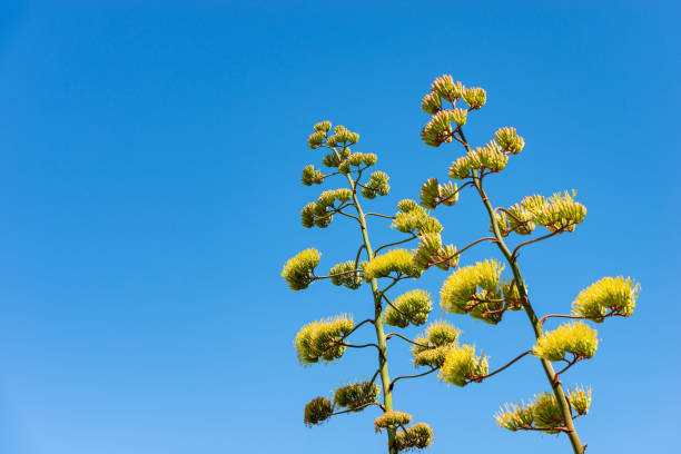 fiori di agave contro un cielo azzurro - liguria italia - clear sky branch tree trunk uncultivated foto e immagini stock