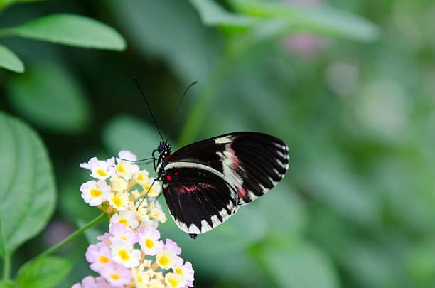 Butterfly "Postman" stock photo