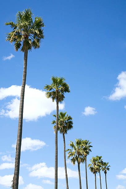 Row of Palm Trees with copy space stock photo