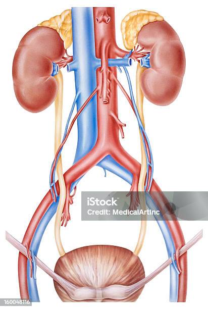 Les Reins Et Ureters Vecteurs libres de droits et plus d'images vectorielles de Glande suprarénale - Glande suprarénale, Anatomie, Uretère