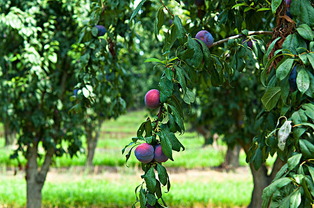 These ripe plums weigh down the branches of the tree in this orchard near Visalia, Tulare County, California.