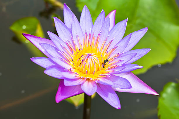 Bee on violet lotus stock photo