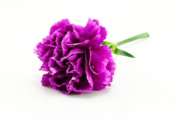 Purple Carnation Isolated on white background