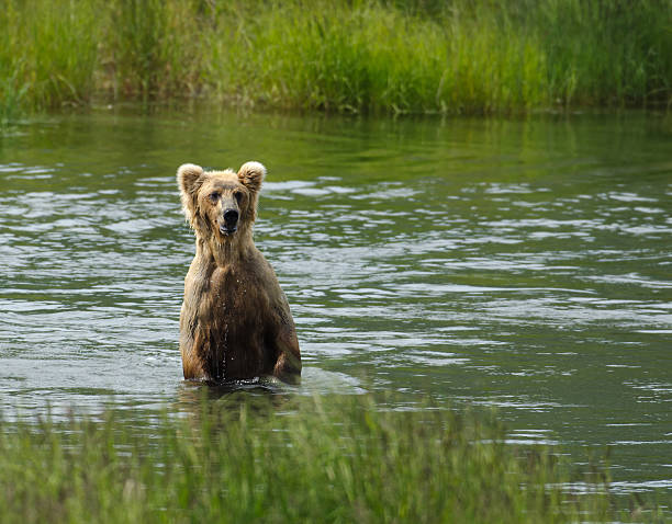istock Brown bear searching for salmon in Katmai National Park 160048871