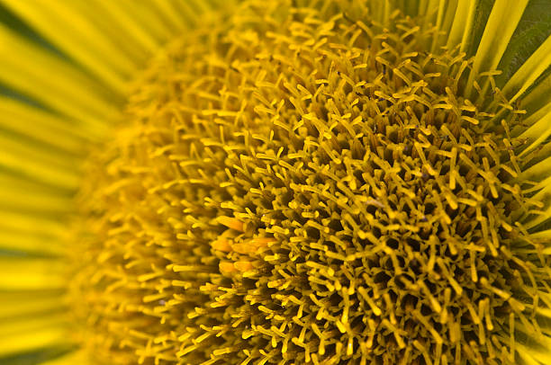 Close up of Inula Hookerii in summer stock photo