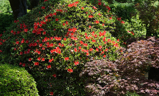 Red flowers in a park with greenery