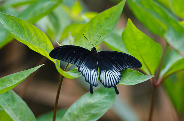 Large Butterfly "Scarlet Swallowtail" stock photo