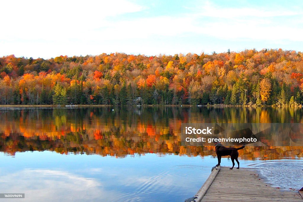 Autumn beauty reflecting on the lake Dog stands on dock and looks upon Dog Stock Photo