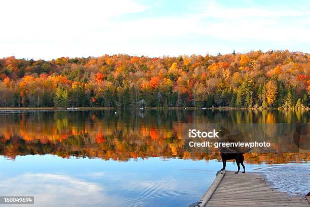 Autumn Beauty Reflecting On The Lake Stock Photo - Download Image Now - Dog, Autumn, Adirondack State Park